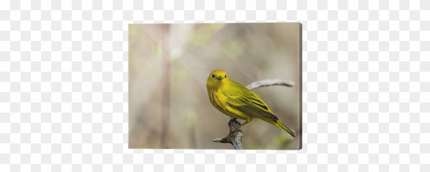 Leinwandbild American Yellow Warbler • Pixers® - American Yellow Warbler #294937