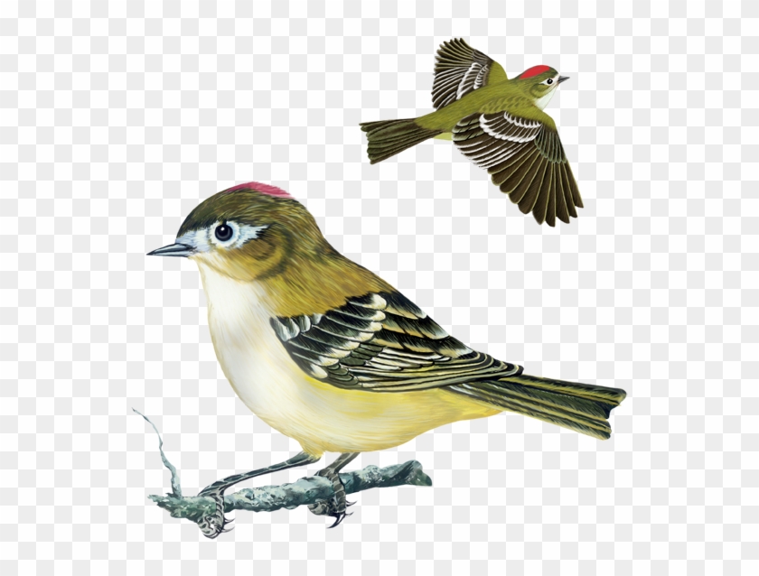 Tennessee Warbler, Yellow Rumped Warbler, Nashville - Rose Breasted Grosbeak #295013