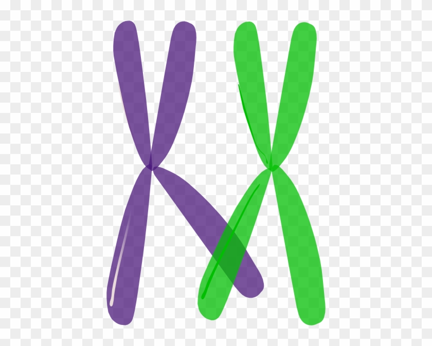 Homologous Chromosomes Crossing Over #295479