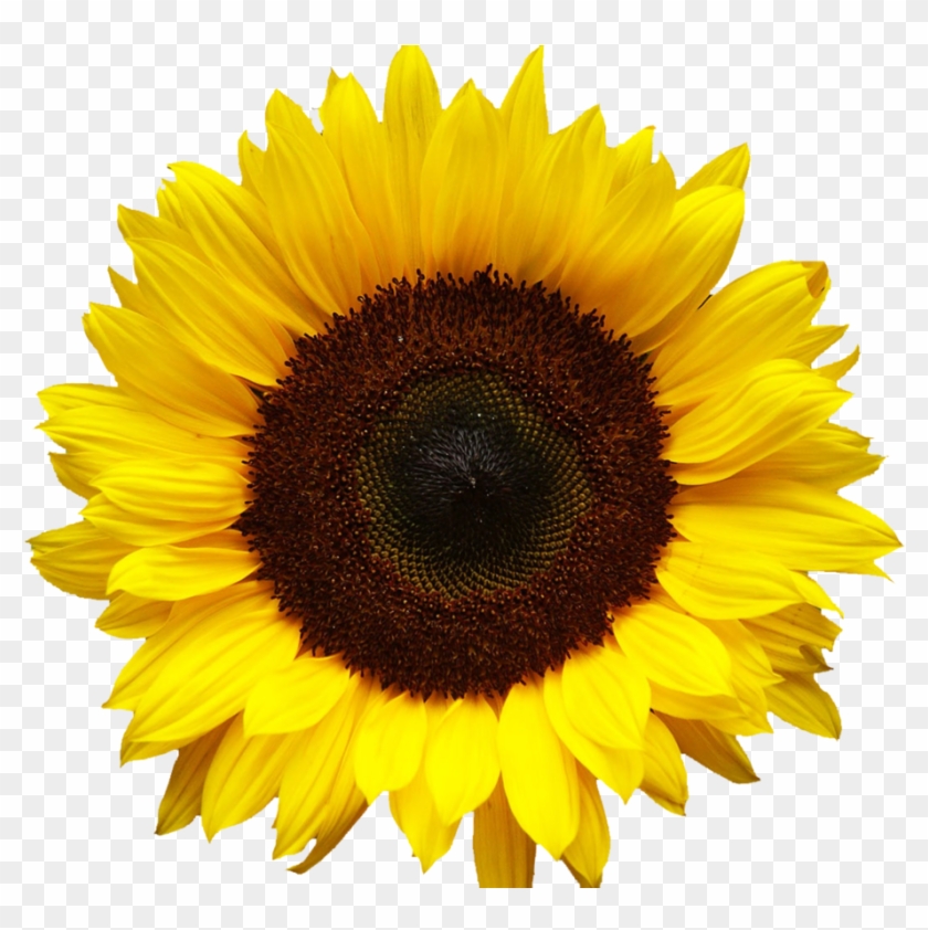 Vector Clipart Sunflower Vector Clipart Sunflower Free Transparent Png Clipart Images Download
