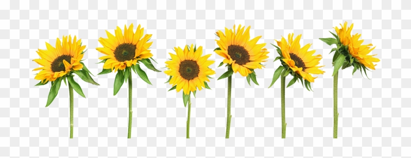Tumblr Transparent Sunflowers - Girasoles Png - Free Transparent PNG  Clipart Images Download