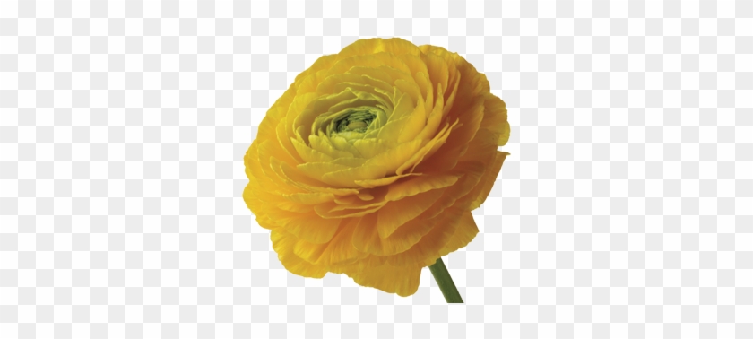 Ranunculus - Redonkulous Flower #296795