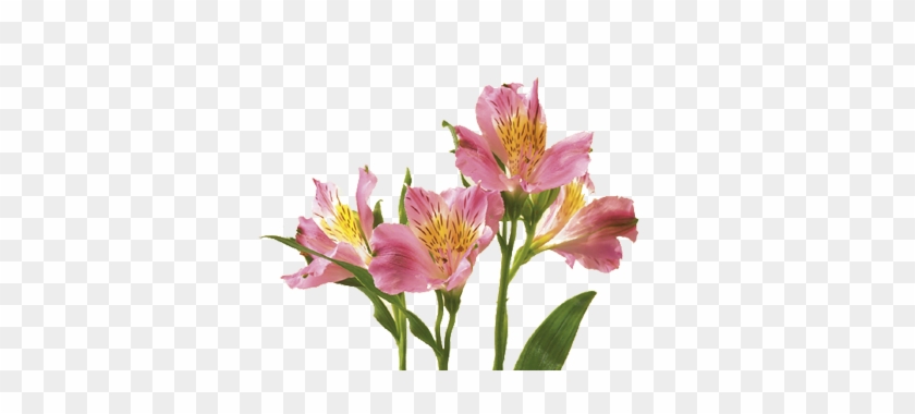 Alstroemeria - Alstroemeria Flower #297114