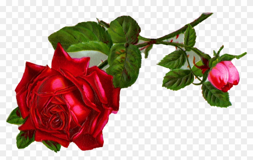 Stock Rose Flower Image - Vintage Red Rose Clip Art #297508