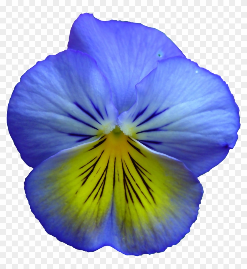 Pansy, Flower, Flowers, Summer Flowers, Purple, Nature - Blue And Yellow Flowers #297887