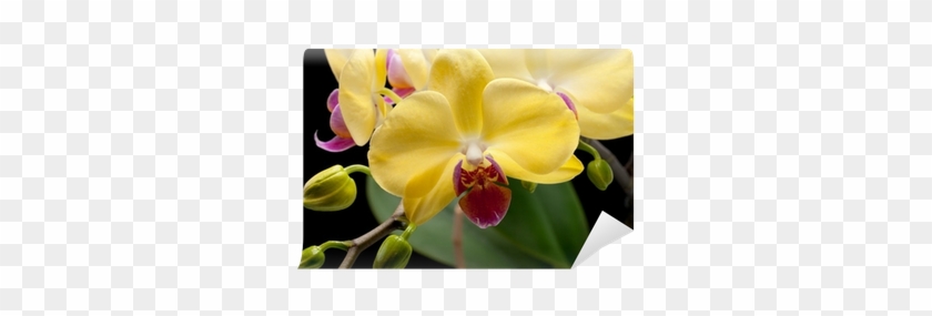 Yellow Orchid Isolated On Black Background Wall Mural - Orchids Of The Philippines #298184