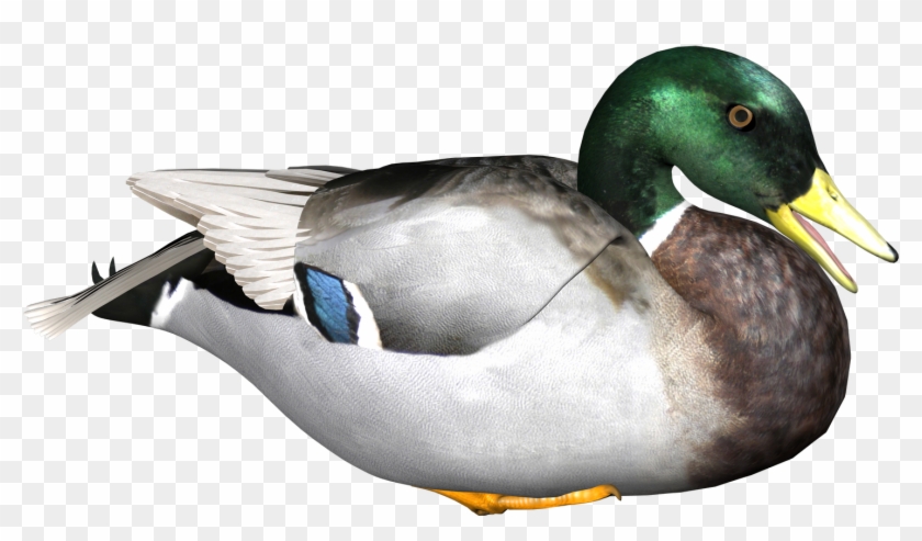 Free Graphics - Duck Png #298697