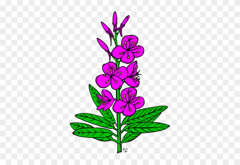 Vektor Menggambar Epilobium Angustifolium Tanaman - Fireweed Clipart #299421