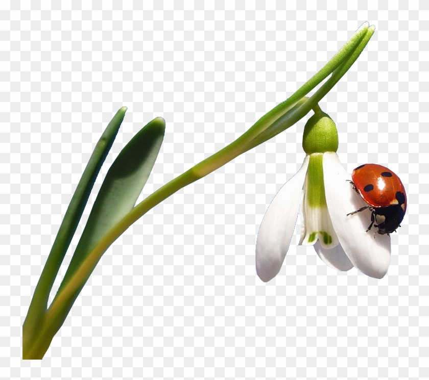 Flower Clipart Ladybird On A Daffodil Flower - Portable Network Graphics #299928