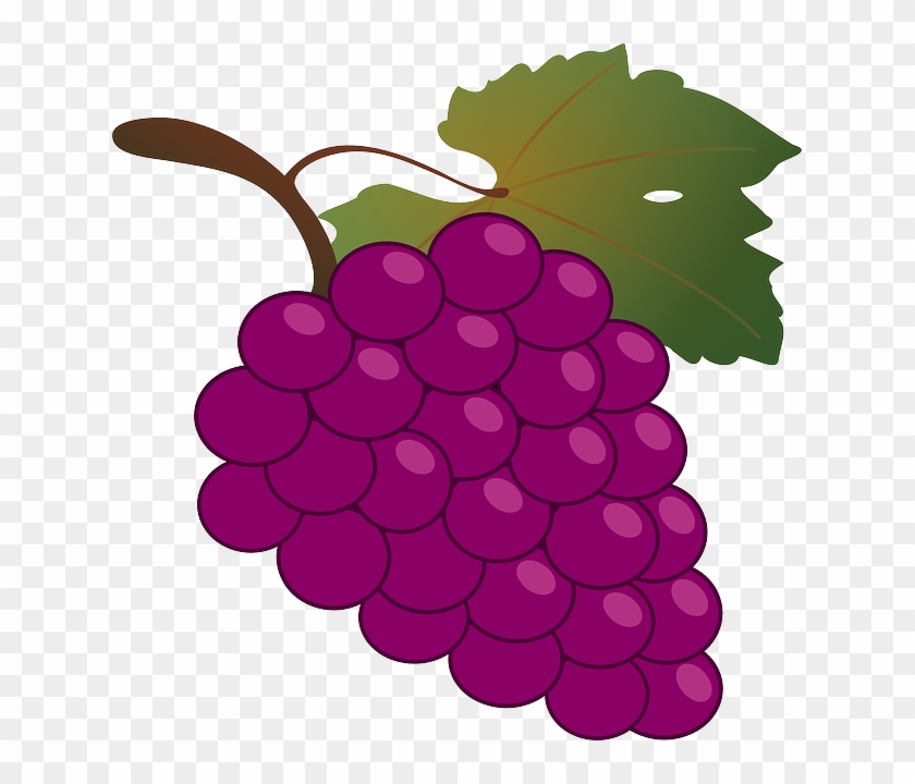 Bunch of grapes Vector doodle illustration Fresh berries Healthy food  Sketch by hand 17301333 Vector Art at Vecteezy