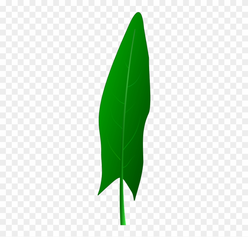 Banana Plant Cliparts 21, Buy Clip Art - Sayuran Daun Vector Png #303142