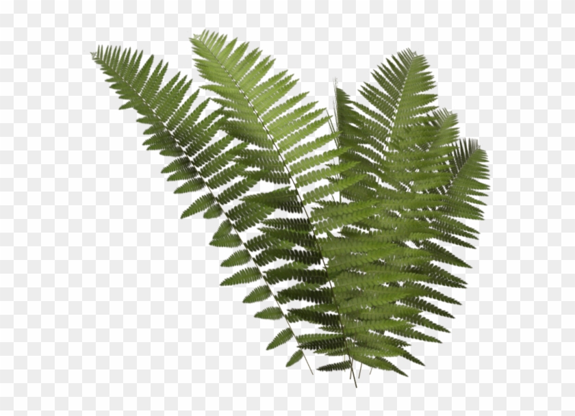 Leptosporangiate Fern Plant Clip Art Leptosporangiate Fern Plant Clip Art Free Transparent Png Clipart Images Download