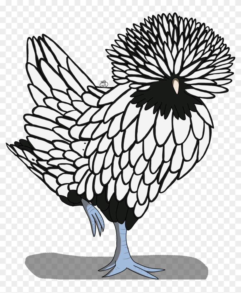 Polish Chicken - Polish Chicken Drawing #303374