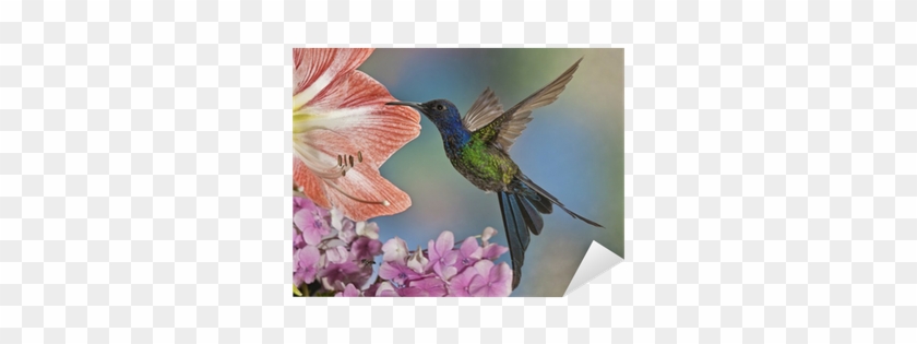 Hummingbird Çatal Kuyruklu Çıkartması Pixerstick • - Luxlady Inc Luxlady Large Tablemat Image Id 30820427 #303698