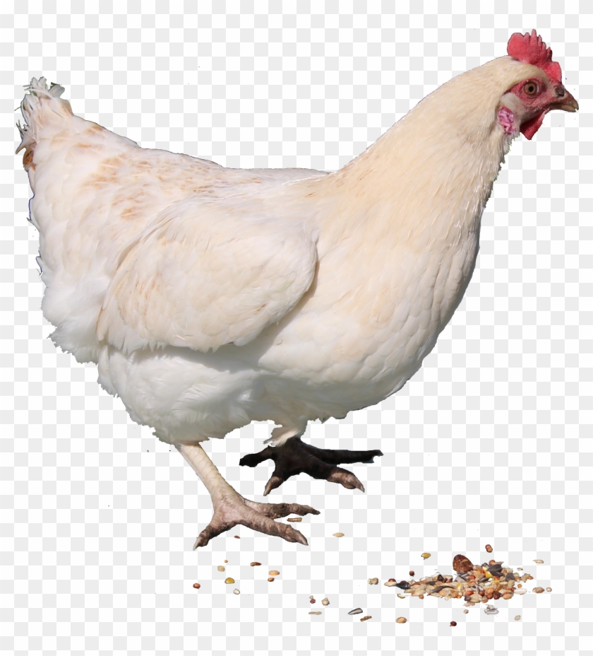 white chicken hen png