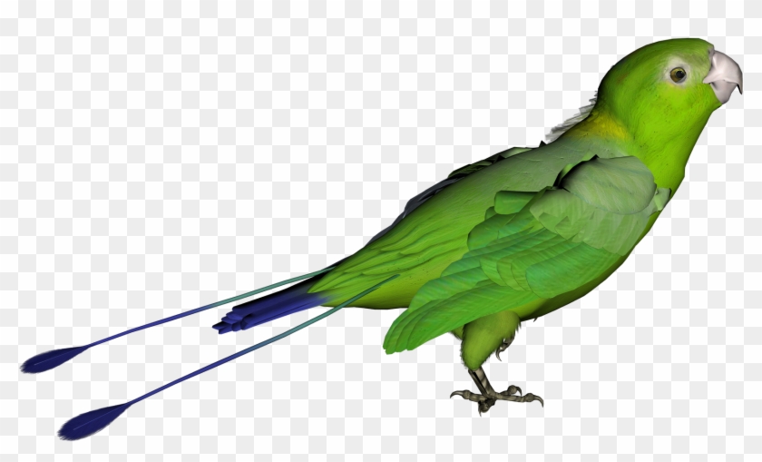 parrot green parrot transparent background free transparent png clipart images download green parrot transparent background