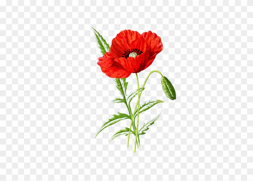 poppy cliparts 22 supreme poppy free transparent png clipart images download poppy cliparts 22 supreme poppy