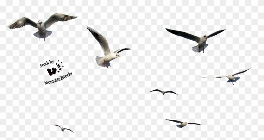 Flying Bird Gif Transparent - Birds Cut Out Png - Free Transparent PNG