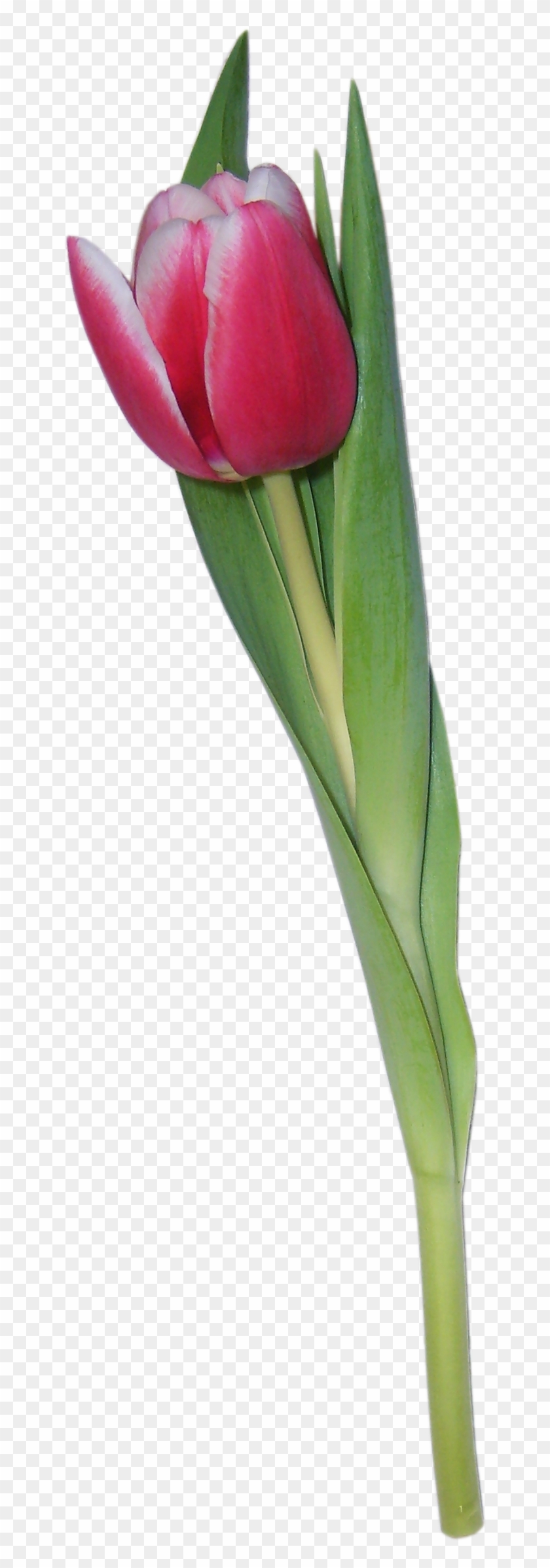 Tulipanes Png #309834