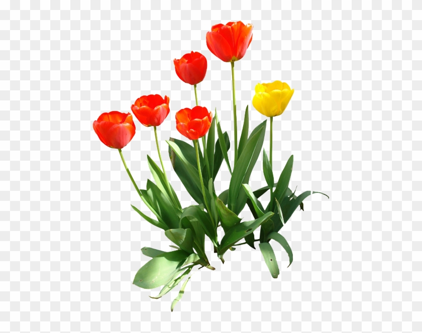 Tulip Png Transparent Image - Tulips Cut Out Photoshop #310303