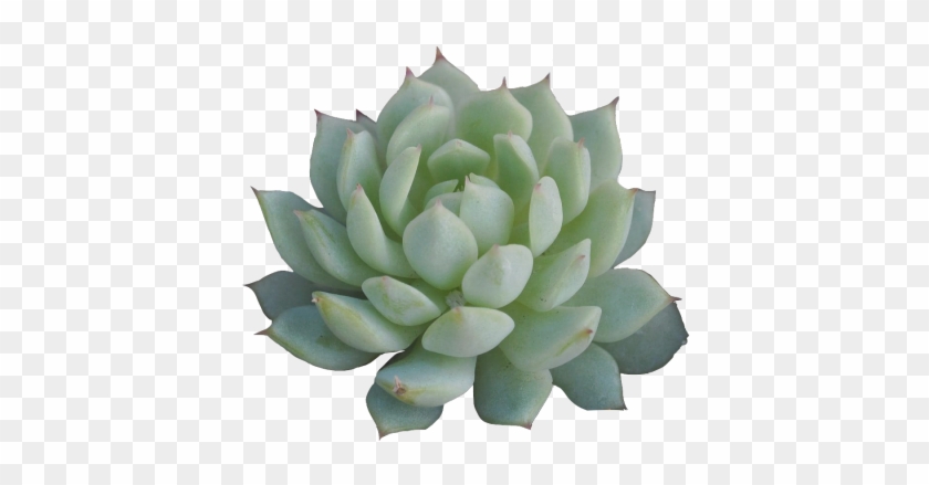 Gallery Of Little Transparent Succulent For Ya Blog - Succulent Png #310827