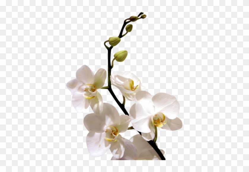 Arana Альбом «clipart / Clipart5 / Orchid» На Яндекс - Good Morning With White Orchid Flowers #311112