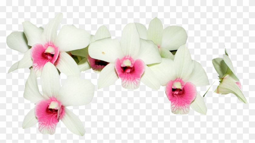 Orquidea Blanca Png - Free Transparent PNG Clipart Images Download