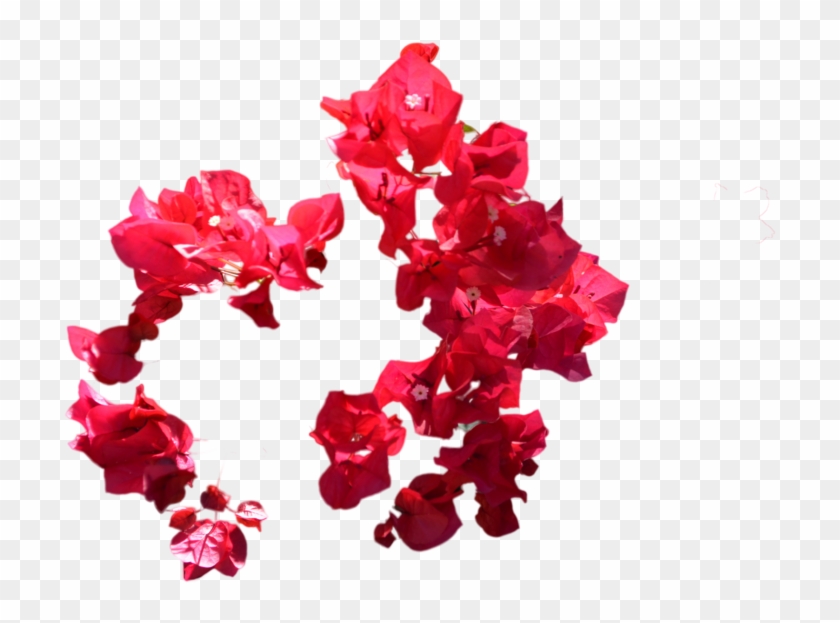 Circle Of Red Flowers Stock- Png File By Annamae22 - Bougainvillea #316140