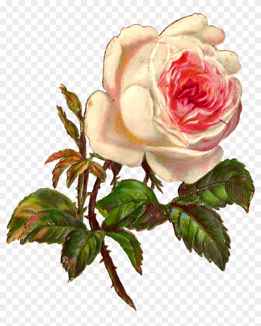 Single White Rose Png - White Rose Illustration Png #322747