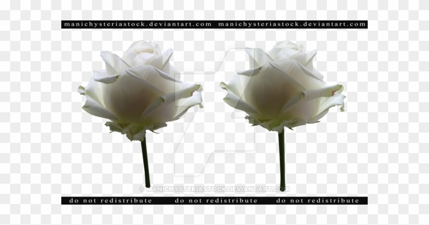 White Rose Cut Out 3 By Manichysteriastock - October 6 #323304