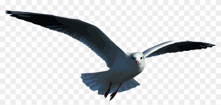 Big Image - Seagull Png #328618