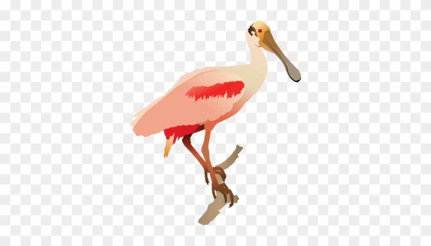 Spoonbill Svg - Roseate Spoonbill Png #328923