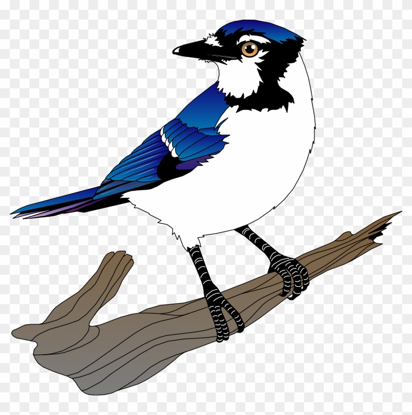 Bird 10 Free Vector - Blue Jay Bird Clip Art - Free Transparent PNG ...