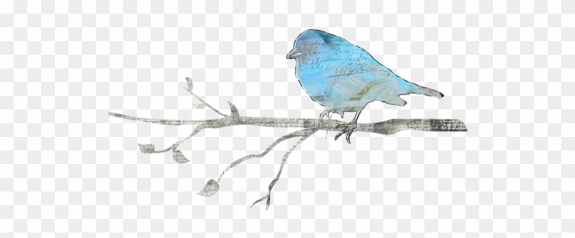 9572a2a2 - Indigo Bunting #329221