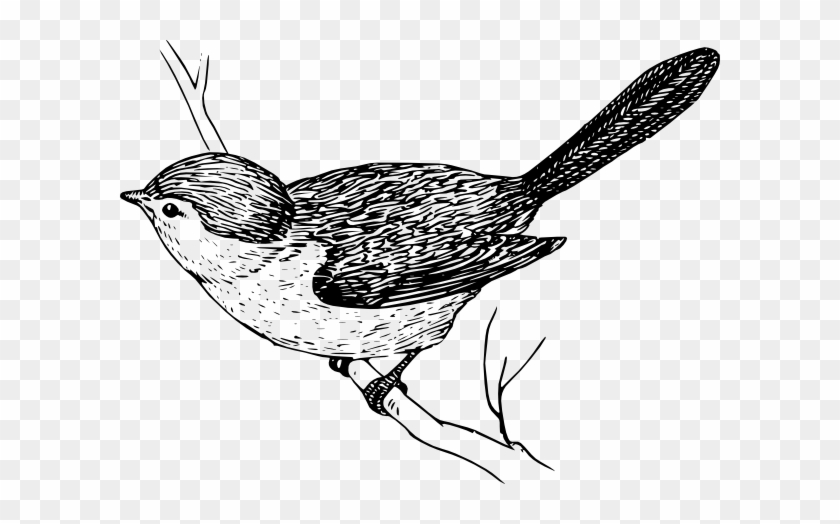 Black - Bird On Branch Drawing #329422