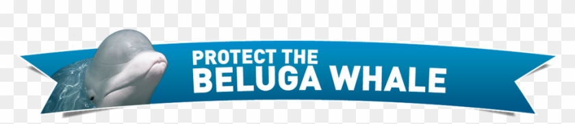 Beluga Whale - Save The Beluga Whales #329963