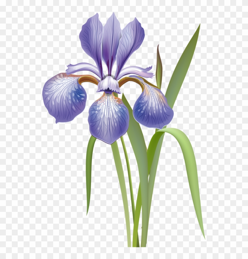 Content - Irises #333115