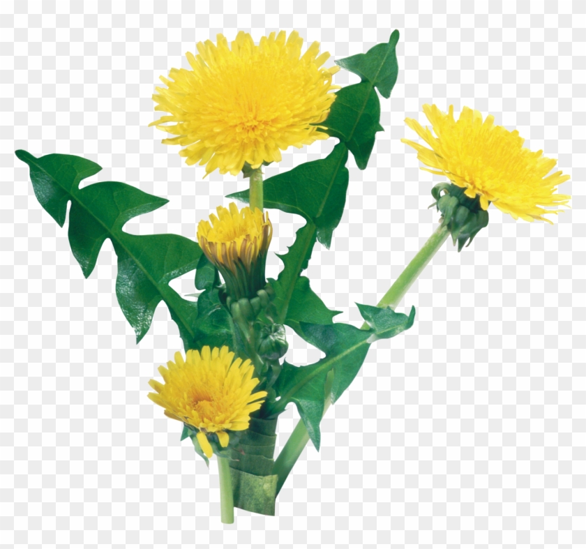 Dandelion Clipart Png Image - Одуванчик Пнг #334217