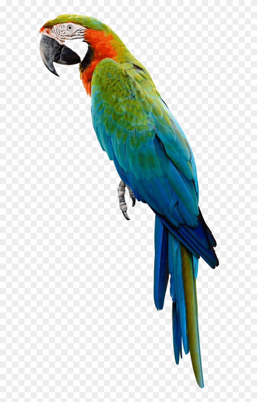 Image - Parrot With White Background - Free Transparent PNG Clipart Images  Download