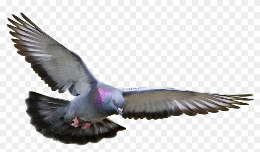 Image - Bird Pigeon #335187