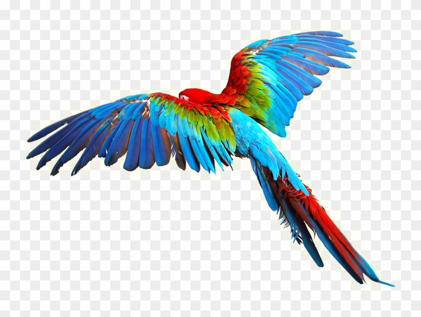 Parrot Transparent Background #335864