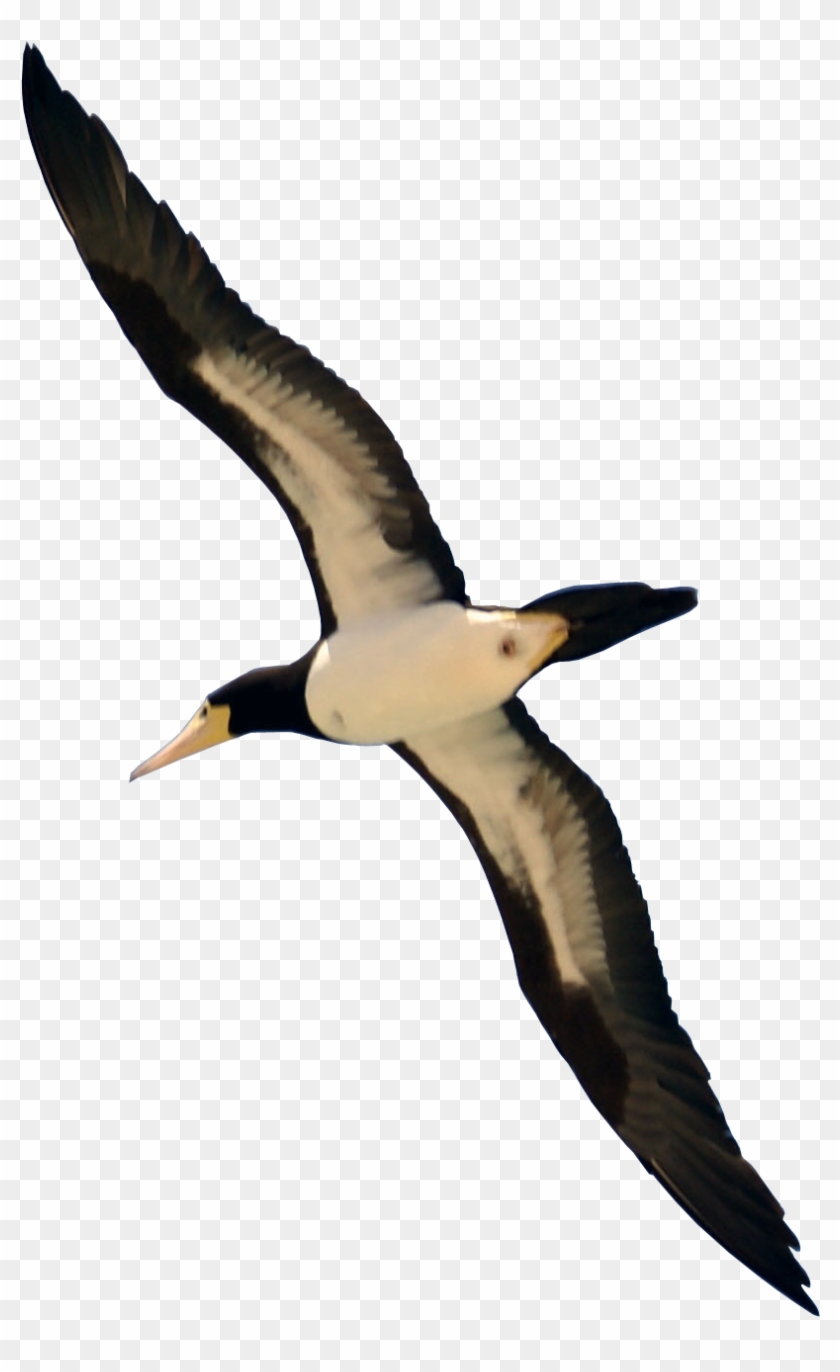 Flying Bird Png - Real Bird Flying Png #335918