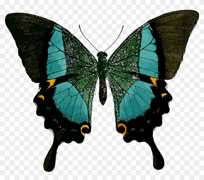 Black And Blue Butterfly Svg Clip Arts 600 X 500 Px - Butterfly Line Of Symmetry #342620