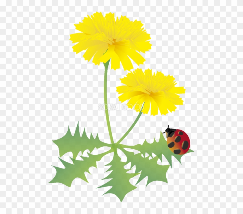 たんぽぽの花とてんとう虫の無料イラスト 春3 5月63537 春の 花