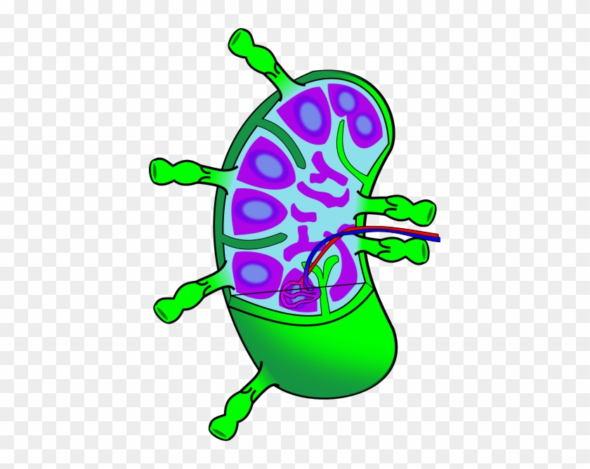 Ch21 Lymph Node - Lymph Node Clipart #347687