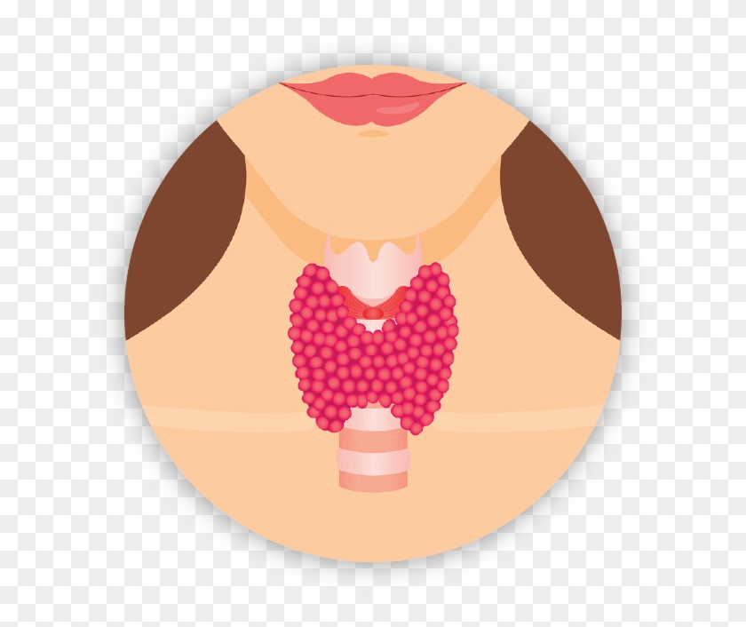 Thyroid - Thyroid Png #348864