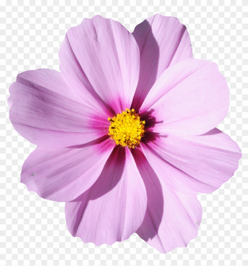 Blossom Flower Png Transparent Image - Flower Transparent #349001