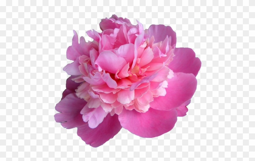 Peonies Png Transparent Picture - Peony Transparent #349057