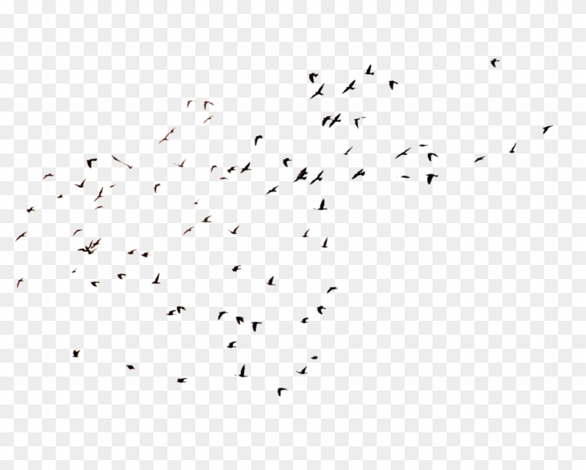 Crows 1 Png Cutout - Flock #349364