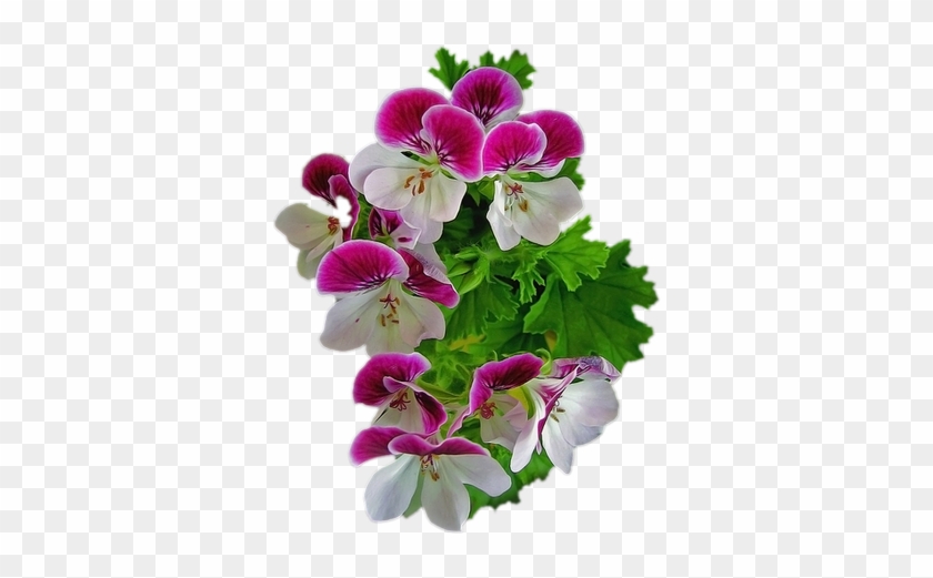 Pink Violet Flower Png Clipart - Flower Png Free Download #359581